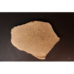 dinosaur bone Bothriospondylus - Bathonian - Madagascar