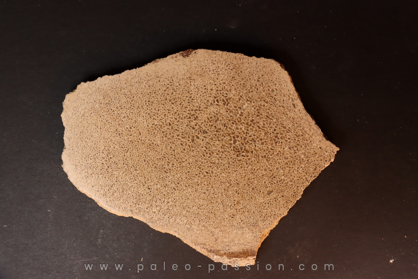Os de dinosaure: Bothriospondylus madagascariensis - Bathonien - Madagascar