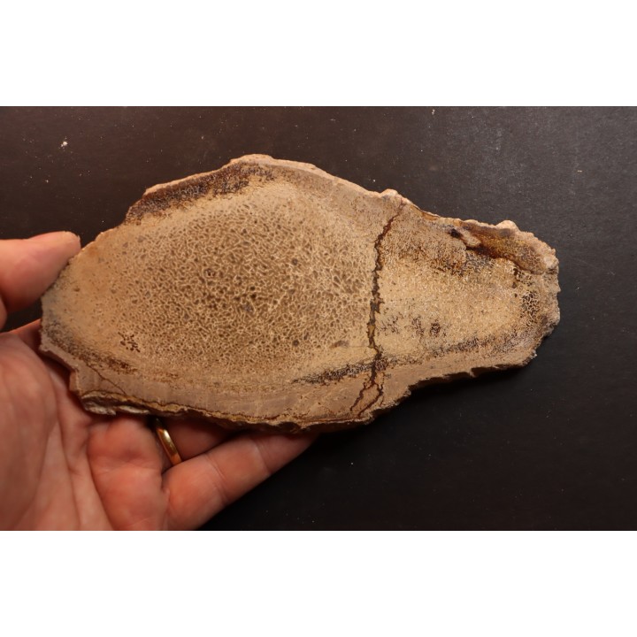 dinosaur bone Bothriospondylus - Bathonian - Madagascar