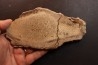 dinosaur bone Bothriospondylus - Bathonian - Madagascar