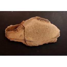 Os de dinosaure: Bothriospondylus madagascariensis - Bathonien - Madagascar