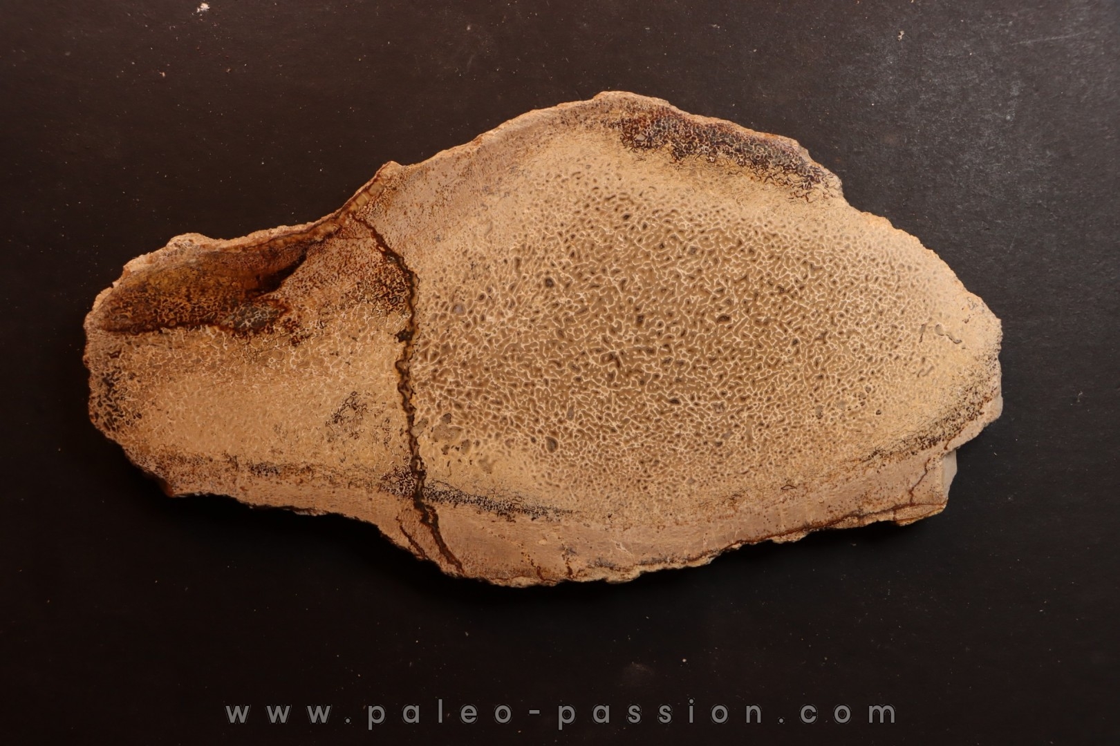 Os de dinosaure: Bothriospondylus madagascariensis - Bathonien - Madagascar