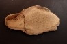 dinosaur bone Bothriospondylus - Bathonian - Madagascar