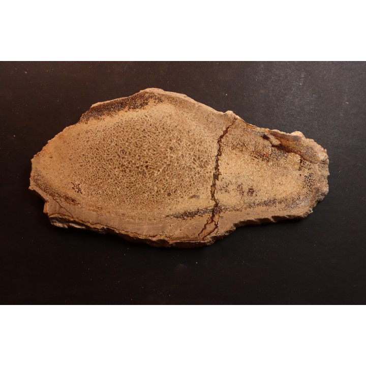 Os de dinosaure: Bothriospondylus madagascariensis - Bathonien - Madagascar