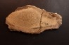 Os de dinosaure: Bothriospondylus madagascariensis - Bathonien - Madagascar
