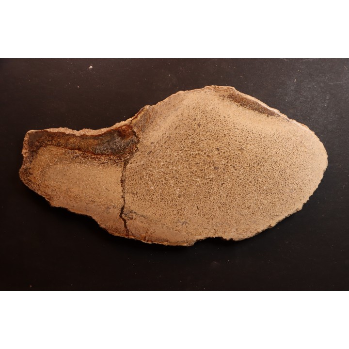 Os de dinosaure: Bothriospondylus madagascariensis - Bathonien - Madagascar