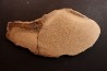 Os de dinosaure: Bothriospondylus madagascariensis - Bathonien - Madagascar