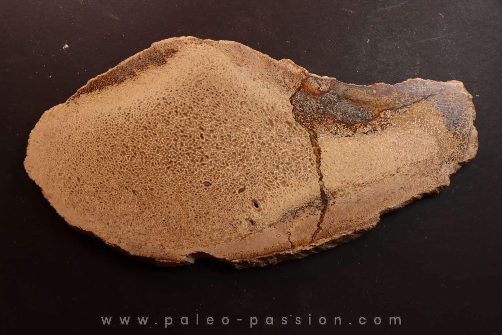 Os de dinosaure: Bothriospondylus madagascariensis - Bathonien - Madagascar