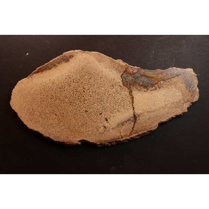 Os de dinosaure: Bothriospondylus madagascariensis - Bathonien - Madagascar