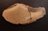 Os de dinosaure: Bothriospondylus madagascariensis - Bathonien - Madagascar