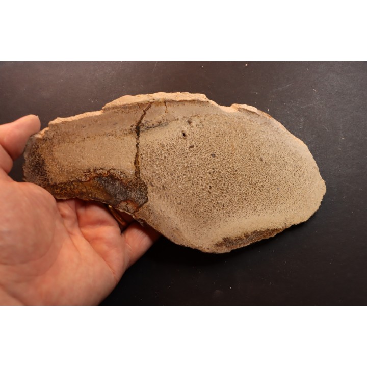 Os de dinosaure: Bothriospondylus madagascariensis - Bathonien - Madagascar