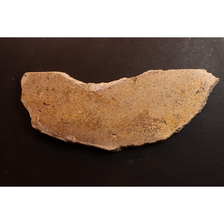 dinosaur bone Bothriospondylus - Bathonian - Madagascar