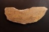 dinosaur bone Bothriospondylus - Bathonian - Madagascar