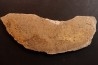 dinosaur bone Bothriospondylus - Bathonian - Madagascar
