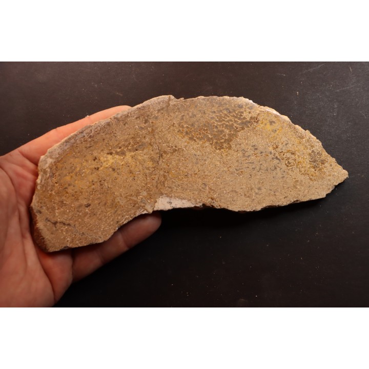 Os de dinosaure: Bothriospondylus madagascariensis - Bathonien - Madagascar