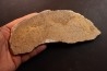 dinosaur bone Bothriospondylus - Bathonian - Madagascar
