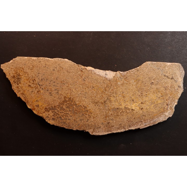 dinosaur bone Bothriospondylus - Bathonian - Madagascar