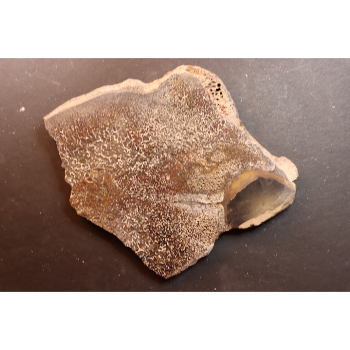 Os de dinosaure: Bothriospondylus madagascariensis - Bathonien - Madagascar