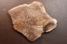 dinosaur bone Bothriospondylus - Bathonian - Madagascar