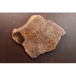 dinosaur bone Bothriospondylus - Bathonian - Madagascar