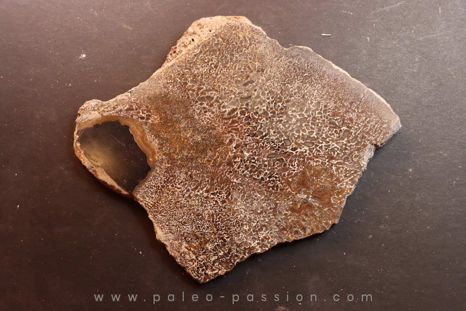 Os de dinosaure: Bothriospondylus madagascariensis - Bathonien - Madagascar