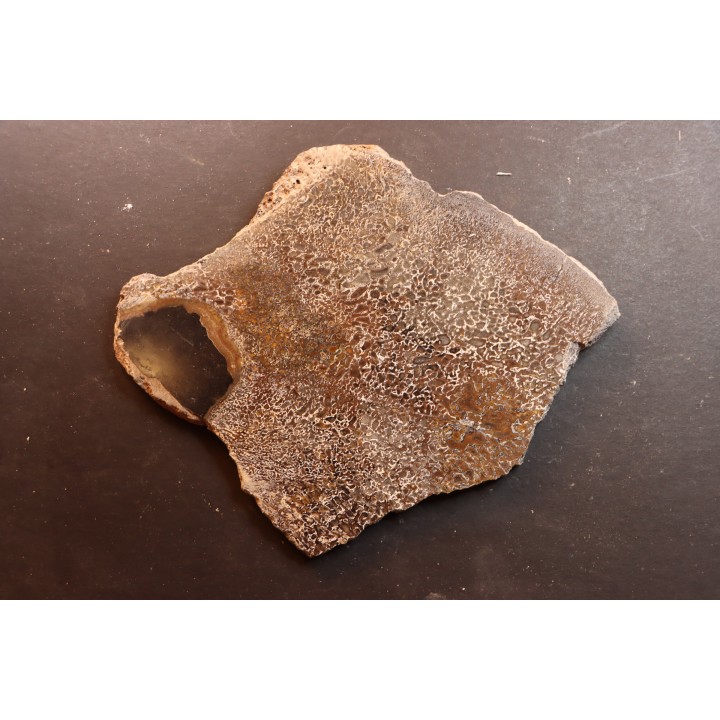 dinosaur bone Bothriospondylus - Bathonian - Madagascar