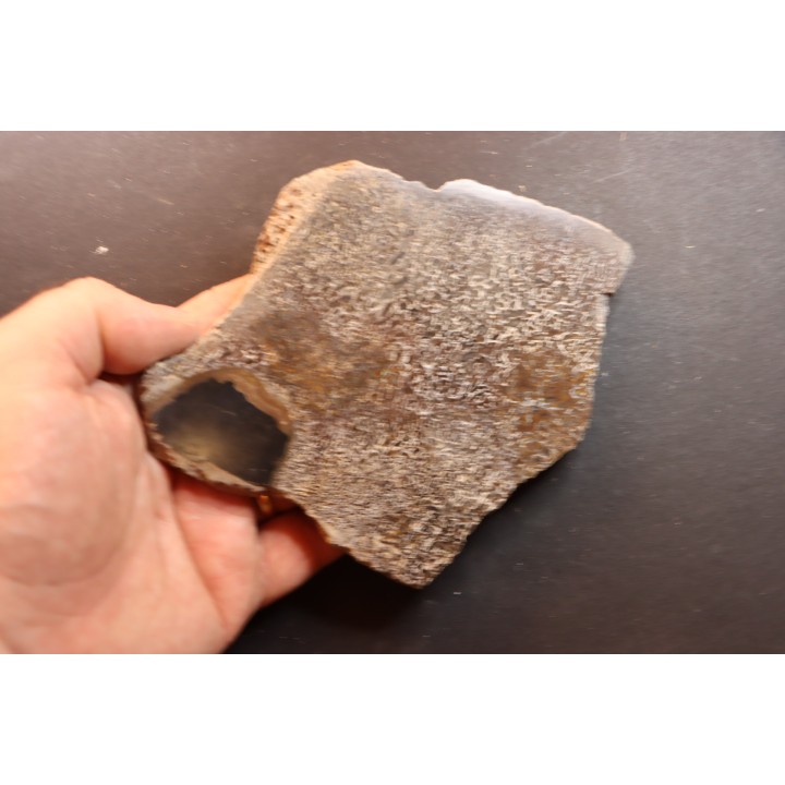 Os de dinosaure: Bothriospondylus madagascariensis - Bathonien - Madagascar