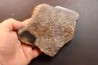dinosaur bone Bothriospondylus - Bathonian - Madagascar