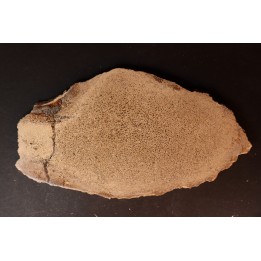 dinosaur bone Bothriospondylus - Bathonian - Madagascar