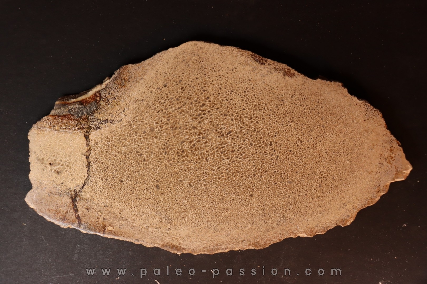 Os de dinosaure: Bothriospondylus madagascariensis - Bathonien - Madagascar