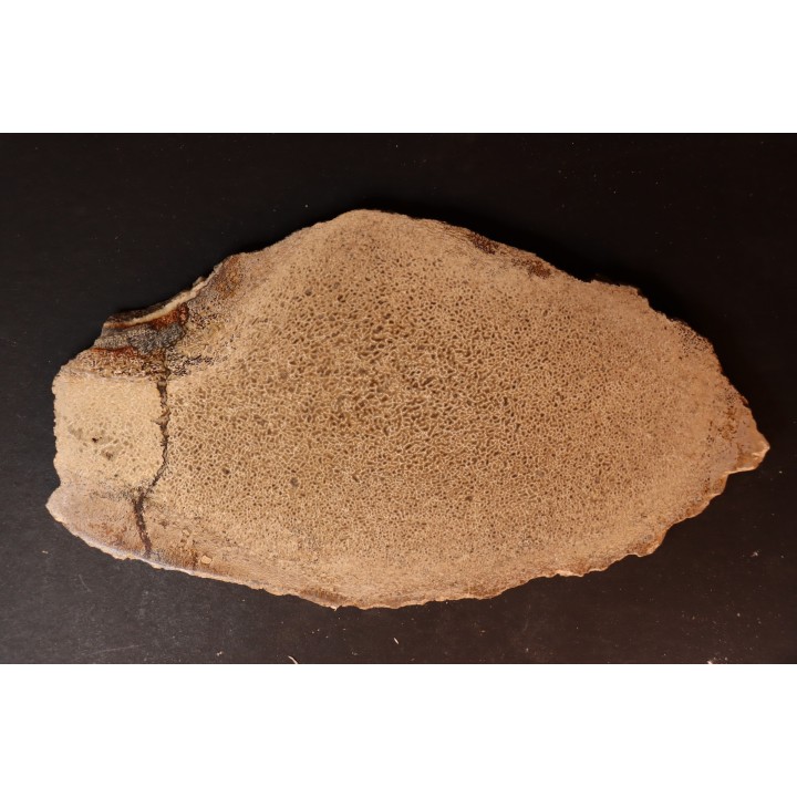 dinosaur bone Bothriospondylus - Bathonian - Madagascar