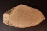 Os de dinosaure: Bothriospondylus madagascariensis - Bathonien - Madagascar