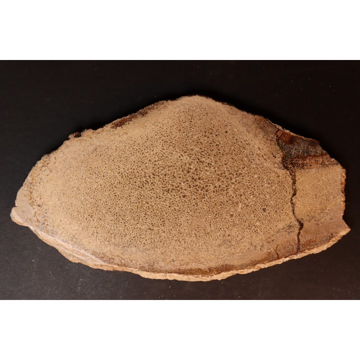 Os de dinosaure: Bothriospondylus madagascariensis - Bathonien - Madagascar
