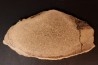 dinosaur bone Bothriospondylus - Bathonian - Madagascar