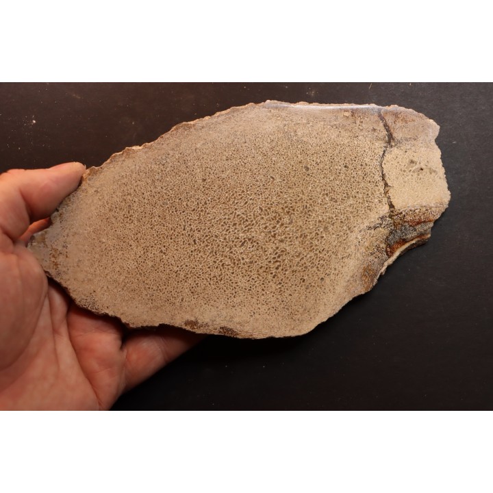 Os de dinosaure: Bothriospondylus madagascariensis - Bathonien - Madagascar