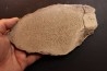 dinosaur bone Bothriospondylus - Bathonian - Madagascar
