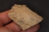 Dinosaure: fragment de collerette de TRICERATOPS HORRIDUS - Hell Creek  Fmt - crétacé sup. - Glendive County, Montana