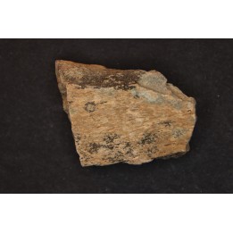 dinosaure freak: TRICERATOPS HORRIDUS