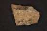 dinosaure freak: TRICERATOPS HORRIDUS