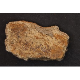 dinosaure freak: TRICERATOPS HORRIDUS