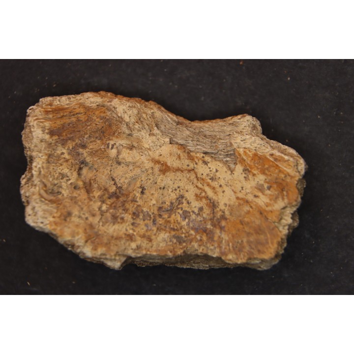 Dinosaure: fragment de collerette de TRICERATOPS HORRIDUS - Hell Creek  Fmt - crétacé sup. - Glendive County, Montana