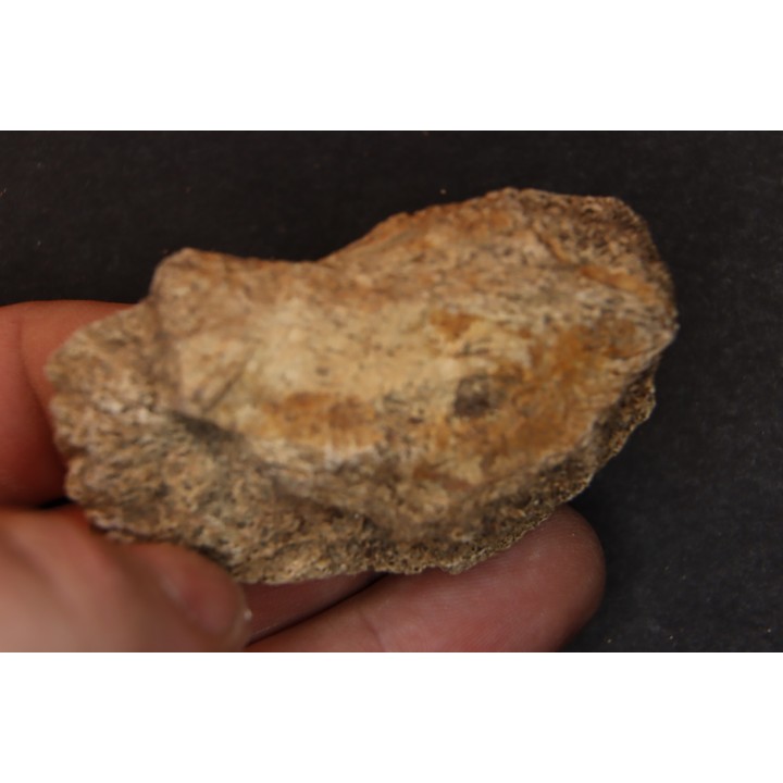 dinosaure freak: TRICERATOPS HORRIDUS