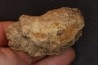 Dinosaure: fragment de collerette de TRICERATOPS HORRIDUS - Hell Creek  Fmt - crétacé sup. - Glendive County, Montana