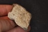 Dinosaure: fragment de collerette de TRICERATOPS HORRIDUS - Hell Creek  Fmt - crétacé sup. - Glendive County, Montana
