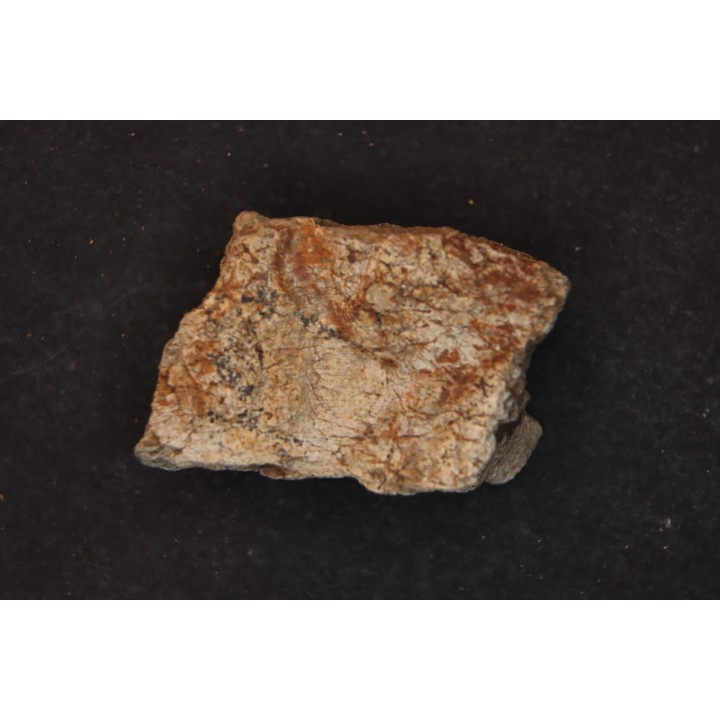 dinosaure freak: TRICERATOPS HORRIDUS