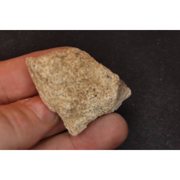 dinosaure freak: TRICERATOPS HORRIDUS
