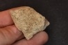 Dinosaure: fragment de collerette de TRICERATOPS HORRIDUS - Hell Creek  Fmt - crétacé sup. - Glendive County, Montana