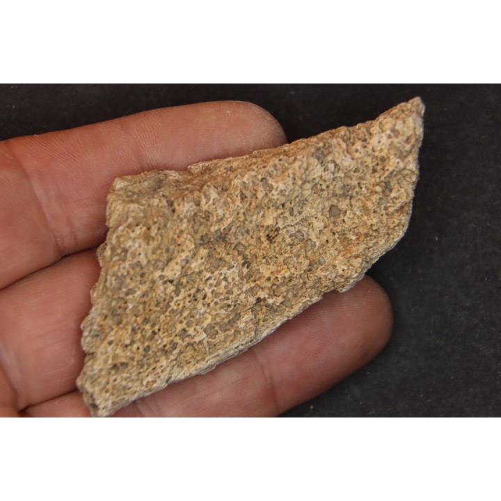 dinosaure freak: TRICERATOPS HORRIDUS