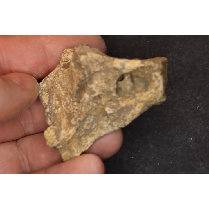 dinosaure freak: TRICERATOPS HORRIDUS