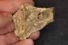 dinosaure freak: TRICERATOPS HORRIDUS